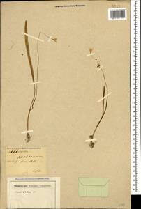 Allium paradoxum (M.Bieb.) G.Don, Caucasus, Georgia (K4) (Georgia)