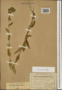 Campanula glomerata subsp. hispida (Witasek) Hayek, Caucasus, Stavropol Krai, Karachay-Cherkessia & Kabardino-Balkaria (K1b) (Russia)