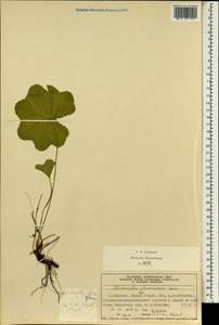 Alchemilla glomerulans Buser, Western Europe (EUR) (Norway)