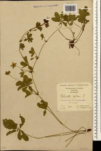 Potentilla reptans L., Caucasus, Georgia (K4) (Georgia)