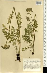 Seseli condensatum (L.) Rchb.fil., Mongolia (MONG) (Mongolia)