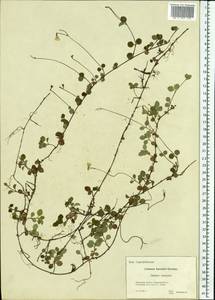 Linnaea borealis L., Eastern Europe, Moscow region (E4a) (Russia)