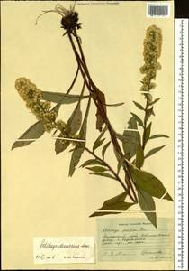 Solidago decurrens Lour., Siberia, Russian Far East (S6) (Russia)