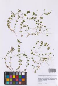 Veronica filiformis Sm., Eastern Europe, Moscow region (E4a) (Russia)