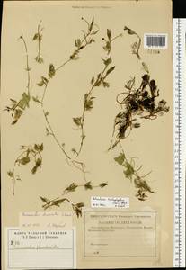 Ranunculus trichophyllus Chaix, Eastern Europe, Central region (E4) (Russia)