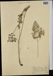 Katapsuxis silaifolia (Jacq.) Reduron, Charpin & Pimenov, Western Europe (EUR) (Switzerland)