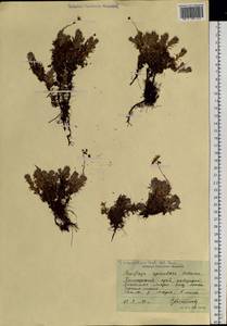 Saxifraga bronchialis subsp. cherlerioides (D. Don) Hult., Siberia, Russian Far East (S6) (Russia)