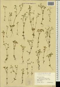 Cerastium brachypetalum subsp. tauricum (Spreng.) Murb., Crimea (KRYM) (Russia)