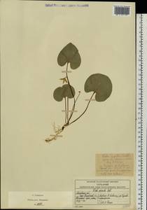 Viola epipsila, Eastern Europe, Moscow region (E4a) (Russia)