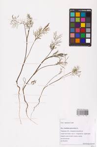 Anethum graveolens L., Eastern Europe, North-Western region (E2) (Russia)