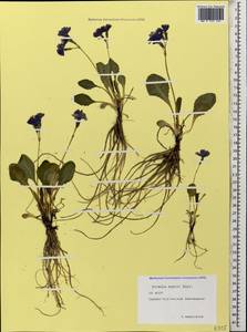 Primula amoena subsp. meyeri (Rupr.) Valentine & Lamond, Caucasus, North Ossetia, Ingushetia & Chechnya (K1c) (Russia)