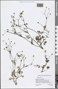 Ranunculus, South Asia, South Asia (Asia outside ex-Soviet states and Mongolia) (ASIA) (Turkey)