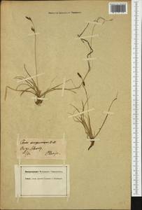 Carex sempervirens Vill., Western Europe (EUR) (Switzerland)