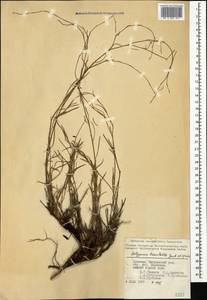 Polygonum setosum subsp. luzuloides (Jaub. & Spach) Leblebici, Caucasus, Armenia (K5) (Armenia)