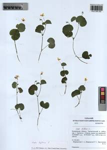 Viola biflora L., Siberia, Altai & Sayany Mountains (S2) (Russia)