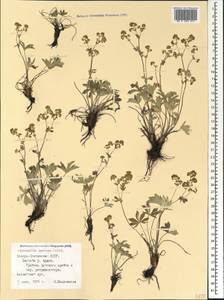 Alchemilla sericea Willd., Caucasus, North Ossetia, Ingushetia & Chechnya (K1c) (Russia)