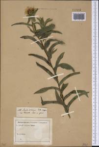Pentanema salicinum (L.) D. Gut. Larr., Santos-Vicente, Anderb., E. Rico & M. M. Mart. Ort., Siberia (no precise locality) (S0) (Russia)