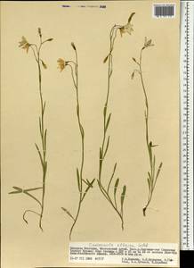 Campanula altaica Ledeb., Mongolia (MONG) (Mongolia)