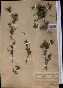 Sageretia thea subsp. thea, Middle Asia, Pamir & Pamiro-Alai (M2)