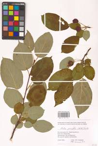 Malus prunifolia (Willd.) Borkh., Eastern Europe, Central forest-and-steppe region (E6) (Russia)