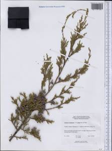Juniperus virginiana L., America (AMER) (Canada)