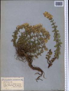 Dracocephalum nodulosum Rupr., Middle Asia, Northern & Central Tian Shan (M4) (Kyrgyzstan)