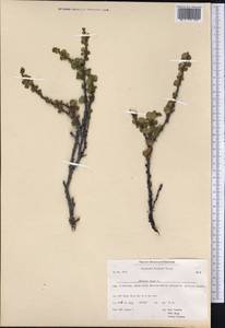Betula nana L., America (AMER) (Greenland)