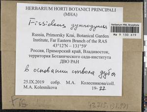 Fissidens gymnogynus Besch., Bryophytes, Bryophytes - Russian Far East (excl. Chukotka & Kamchatka) (B20) (Russia)