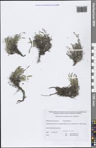 Eritrichium ochotense Yurtseva & Khokhr., Siberia, Chukotka & Kamchatka (S7) (Russia)