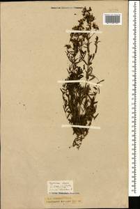 Hypericum elegans Steph. ex Willd., Caucasus, Krasnodar Krai & Adygea (K1a) (Russia)