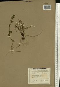 Clinopodium acinos (L.) Kuntze, Eastern Europe, North Ukrainian region (E11) (Ukraine)