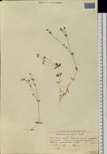 Dichodon cerastoides (L.) Rchb., Siberia, Western Siberia (S1) (Russia)