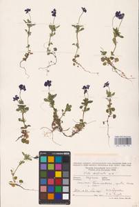 Viola declinata Waldst. & Kit., Eastern Europe, West Ukrainian region (E13) (Ukraine)