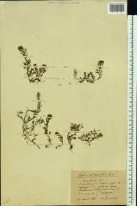 Lythrum volgense D. A. Webb, Eastern Europe, Rostov Oblast (E12a) (Russia)