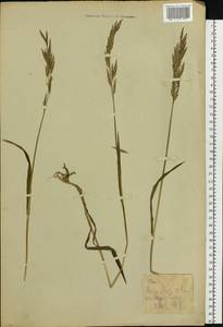 Bromus pumpellianus Scribn., Eastern Europe, Northern region (E1) (Russia)