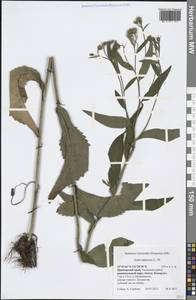 Aster tataricus L. fil., Siberia, Russian Far East (S6) (Russia)