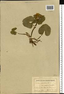 Caltha palustris L., Eastern Europe, Belarus (E3a) (Belarus)