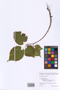 Tilia platyphyllos Scop., Eastern Europe, Western region (E3) (Russia)