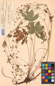 Potentilla thuringiaca Bernh. ex Link, Eastern Europe, Moscow region (E4a) (Russia)