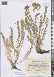 Oxytropis macrocarpa Kar. & Kir., Middle Asia, Western Tian Shan & Karatau (M3) (Kyrgyzstan)