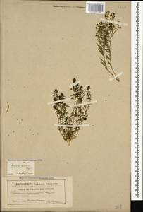 Thesium ramosum Hayne, Caucasus, Georgia (K4) (Georgia)
