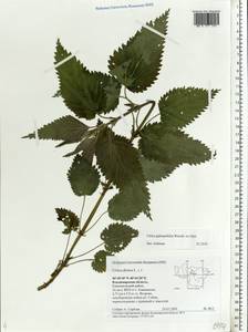 Urtica dioica subsp. pubescens (Ledeb.) Domin, Eastern Europe, Central region (E4) (Russia)