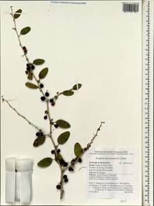 Ziziphus spina-christi (L.) Desf., South Asia, South Asia (Asia outside ex-Soviet states and Mongolia) (ASIA) (Israel)