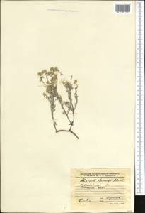 Alyssum lenense Adams, Middle Asia, Northern & Central Kazakhstan (M10) (Kazakhstan)