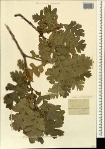 Quercus pubescens Willd. , nom. cons., Caucasus, Krasnodar Krai & Adygea (K1a) (Russia)