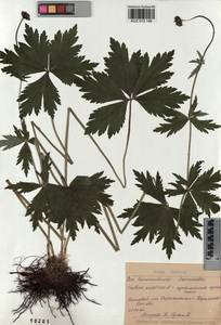 Trollius asiaticus L., Siberia, Altai & Sayany Mountains (S2) (Russia)