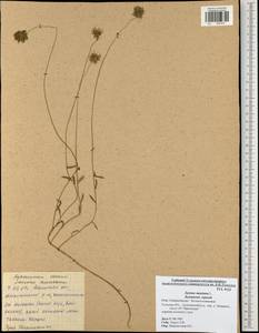 Jasione montana L., Eastern Europe, Central region (E4) (Russia)