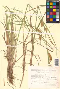 Carex vesicaria L., Eastern Europe, Moscow region (E4a) (Russia)