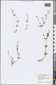 Veronica anagallis-aquatica L., Eastern Europe, Middle Volga region (E8) (Russia)