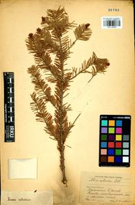 Abies sibirica Ledeb., Siberia, Baikal & Transbaikal region (S4) (Russia)